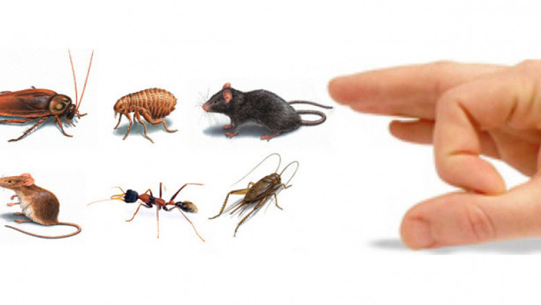 Comprehensive Pest Control Elmont: Protecting Homes and Businesses from Unwanted Invaders
