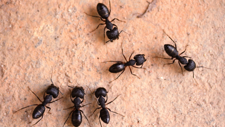 Effective Ant Control Abbotsford: A Complete Guide
