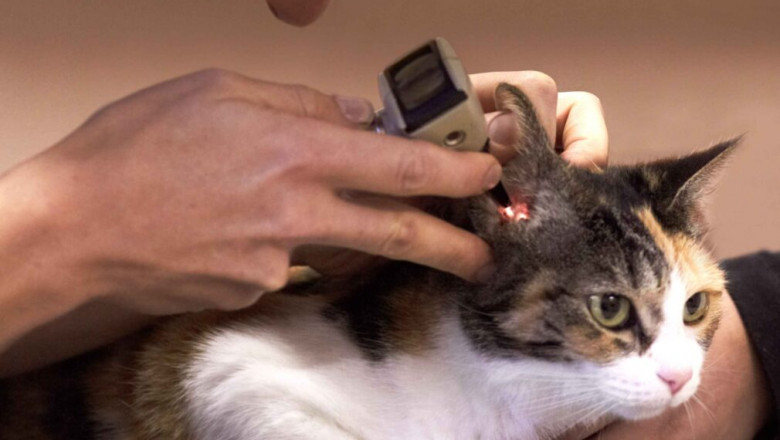 Expert Pet Surgery & Cat Vaccines – Comprehensive Care at Kainer Vet
