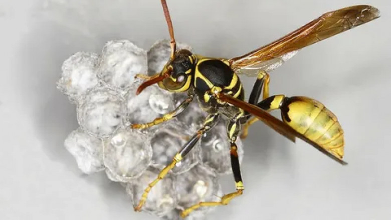 Wasp Control Coquitlam: Safe and Effective Solutions for a Sting-Free Environment