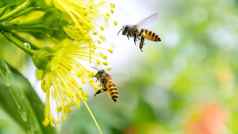 Wasp Control in London: Ensuring a Safe and Sting-Free Environment