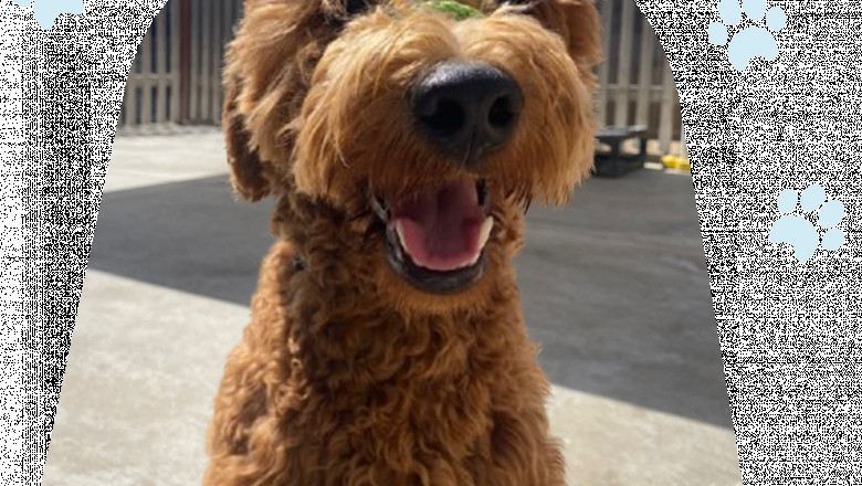 Trained Dogs for Sale: Your Future Well-Behaved Companion Is Just a Click Away